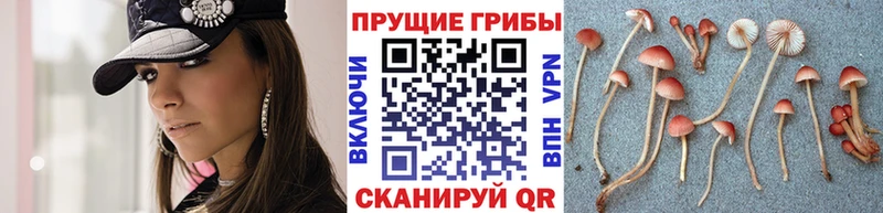 что такое   Бакал  Галлюциногенные грибы мухоморы 